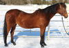 adoptable Horse in Union, MO named NASIM