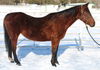 adoptable Horse in Union, MO named ZULLA