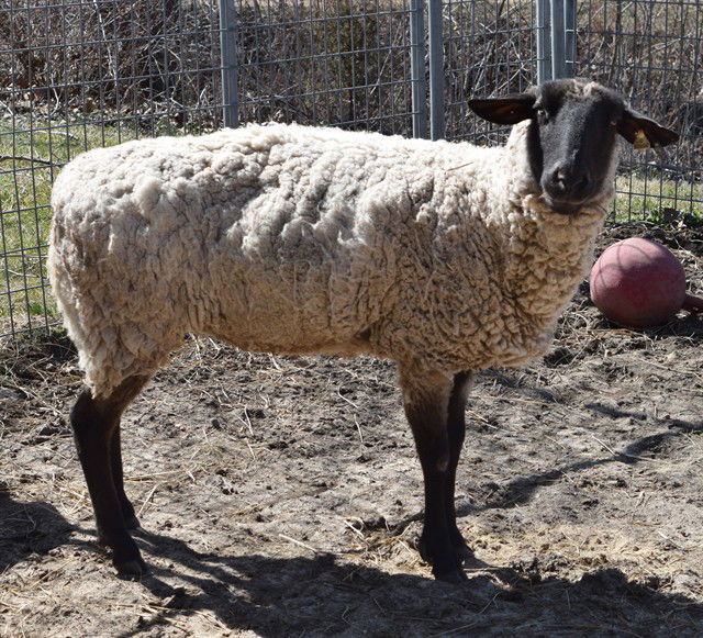 adoptable Sheep in Union, MO named AMELIA