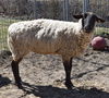 adoptable Sheep in Union, MO named AMELIA