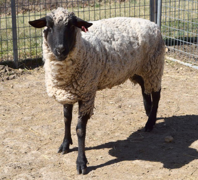 adoptable Sheep in Union, MO named MILA