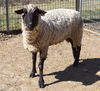 adoptable Sheep in Union, MO named MILA