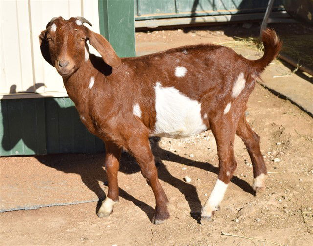 adoptable Sheep in Union, MO named SIMONE