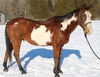 adoptable Horse in Union, MO named PRINCE GEORGE