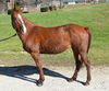 adoptable Horse in Union, MO named HAZEL