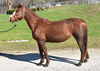 adoptable Horse in Union, MO named MACI MAY