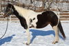 adoptable Horse in Union, MO named PHOEBE