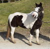 adoptable Pony in Union, MO named TESSA