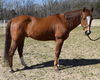 adoptable Horse in Union, MO named FIYERO