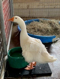 adoptable Goose in Union, MO named PLUTO
