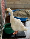 adoptable Goose in union, MO named PLUTO