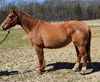 adoptable Horse in  named RHIANNON