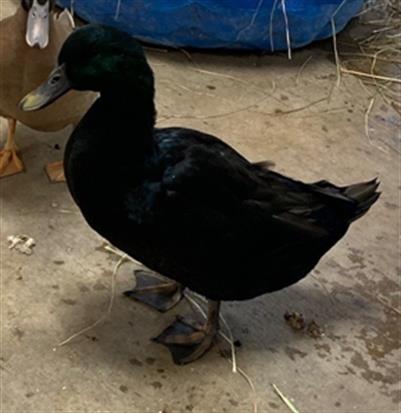 adoptable Duck in Union, MO named STARBUCKS