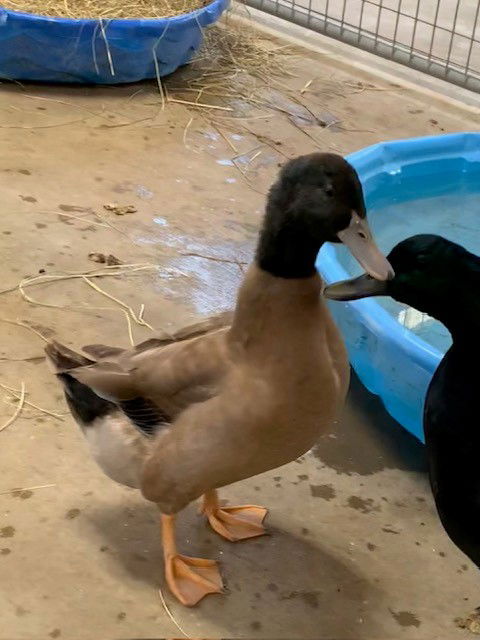 adoptable Duck in Union, MO named EXIT 11