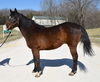 adoptable Horse in  named AVARIC