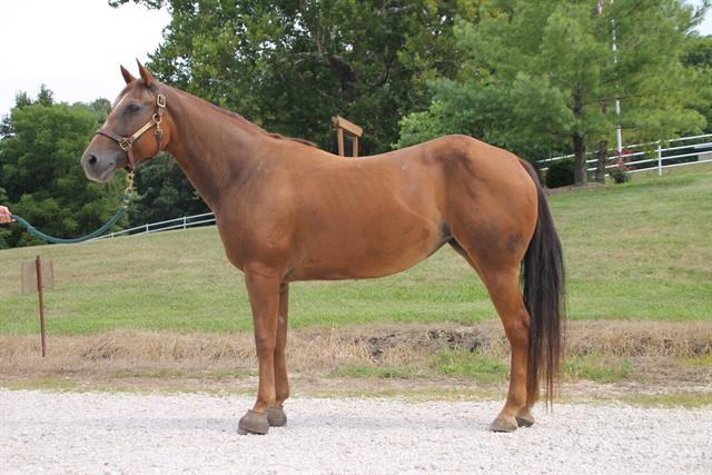 adoptable Horse in Union, MO named BUTTERS