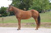 adoptable Horse in  named BUTTERS