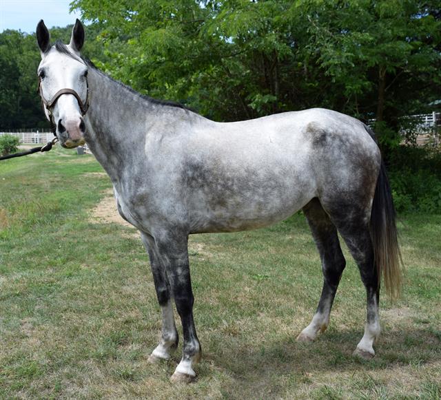 adoptable Horse in Union, MO named THISTLE