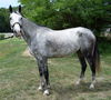 adoptable Horse in  named THISTLE