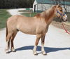 adoptable Horse in union, MO named HASHBROWN
