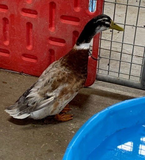 adoptable Duck in Union, MO named SALEM