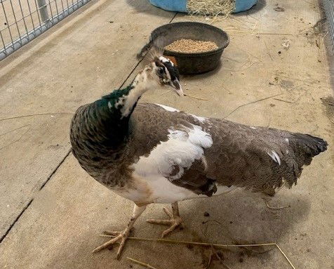 adoptable Bird in Union, MO named ELORA