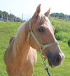 adoptable Horse in  named STEGER