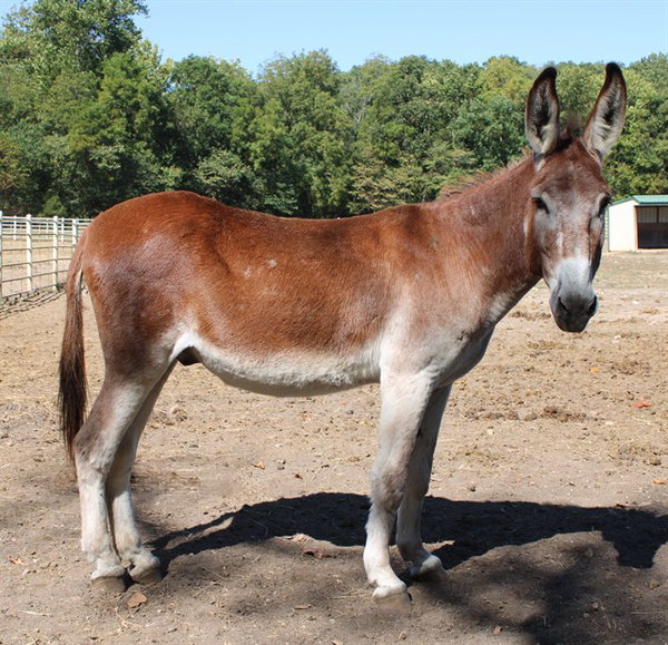 CAESAR