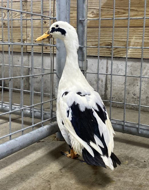 adoptable Duck in Union, MO named VAN GOGH