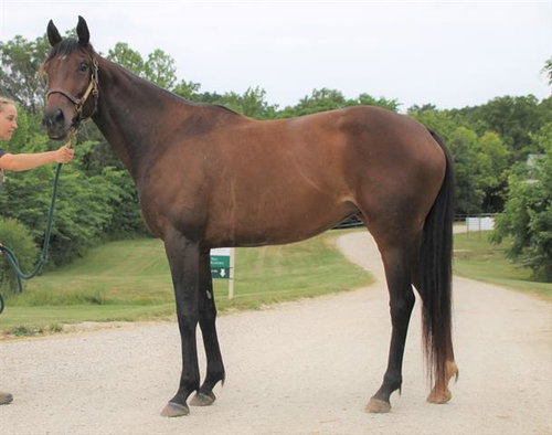 JUNO, a horse for adoption from Humane Society of Missouri - Longmeadow