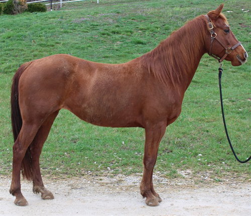 HAZEL, a horse for adoption from Humane Society of Missouri - Longmeadow