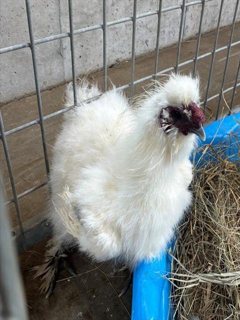 SHORTBREAD, a poultry for adoption from Humane Society of Missouri - Longmeadow