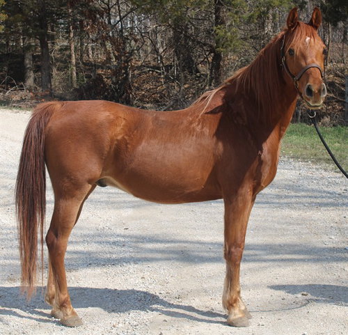 GAMBIT, a horse for adoption from Humane Society of Missouri - Longmeadow