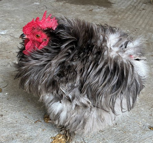 DO-SI-DO, a poultry for adoption from Humane Society of Missouri - Longmeadow