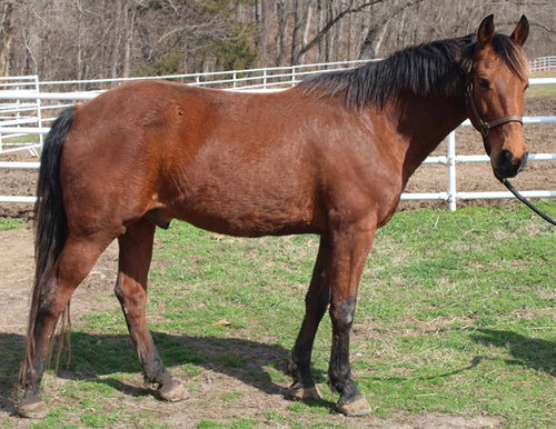 MALONE, a horse for adoption from Humane Society of Missouri - Longmeadow