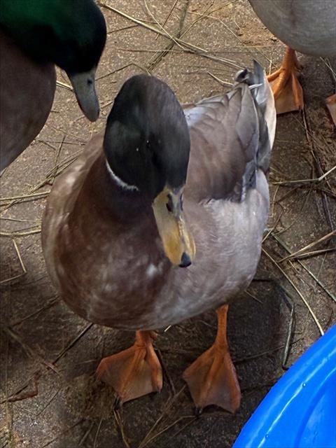 NACHO, a poultry for adoption from Humane Society of Missouri - Longmeadow