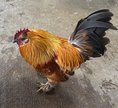 RYE, a poultry for adoption from Humane Society of Missouri - Longmeadow