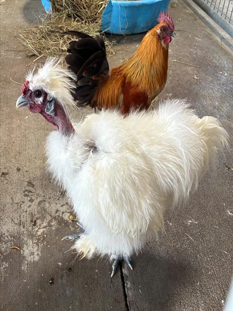 PITA, a poultry for adoption from Humane Society of Missouri - Longmeadow