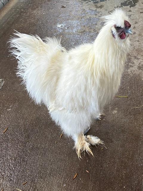 BRIOCHE, a poultry for adoption from Humane Society of Missouri - Longmeadow