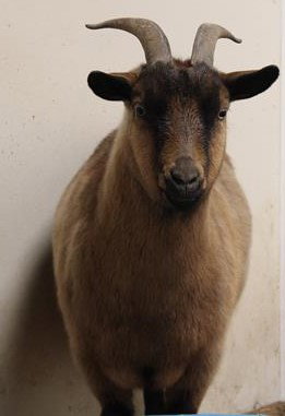 SWIFT, a goat for adoption from Humane Society of Missouri - Longmeadow