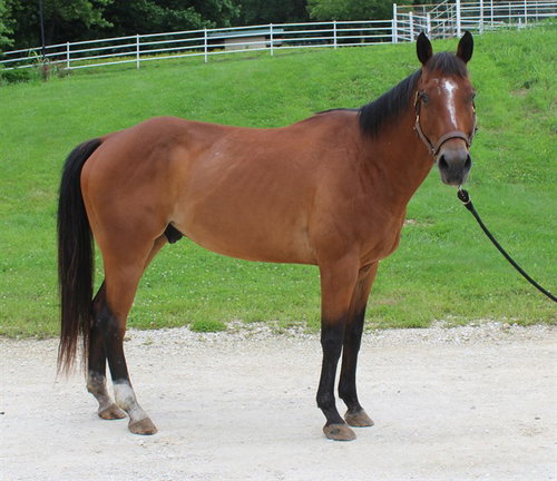 MILLER, a horse for adoption from Humane Society of Missouri - Longmeadow