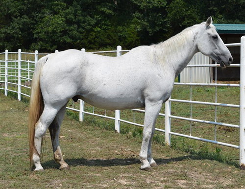 LINGUINI, a horse for adoption from Humane Society of Missouri - Longmeadow