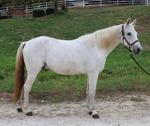 MONTY, a horse for adoption from Humane Society of Missouri - Longmeadow