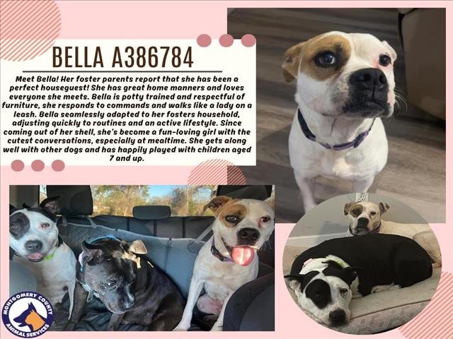 adoptable Dog in Conroe, TX named BELLA