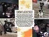 adoptable Dog in conroe, TX named EMMA