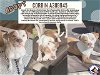 adoptable Dog in conroe, TX named CORBIN