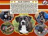 adoptable Dog in conroe, TX named ELLIE