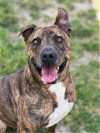adoptable Dog in conroe, TX named BOURBON