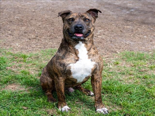 adoptable Dog in Conroe, TX named BOURBON