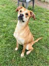 adoptable Dog in conroe, TX named CASHEW